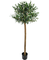 Der künstliche Olivenbaum UV 150 cm von Easyplants hat einen schlanken Stamm, volle grüne Blätter und steht in einem schwarzen Topf vor einem weißen Hintergrund. Diese UV-beständige Kunstpflanze ist perfekt für jeden Raum.