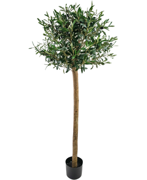 Der künstliche Olivenbaum UV 150 cm von Easyplants hat einen schlanken Stamm, volle grüne Blätter und steht in einem schwarzen Topf vor einem weißen Hintergrund. Diese UV-beständige Kunstpflanze ist perfekt für jeden Raum.