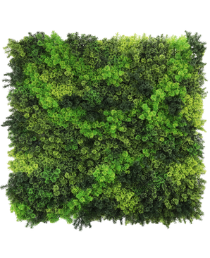 Die künstliche Hecke Fairyland Moss 100x100 cm UV ist eine quadratische Platte mit dichtem, leuchtend grünem Moos in verschiedenen Farbtönen, die für einen strukturierten, natürlichen Look sorgt, der perfekt vor einem weißen Hintergrund aussieht.