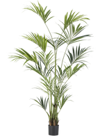 Die künstliche Kentiapalme 220 cm hat lange, schlanke grüne Blätter und mehrere Stämme, die jedem Raum üppige Eleganz verleihen. Vor einem schlichten weißen Hintergrund bringt diese hohe künstliche Palme tropisches Flair ins Haus.