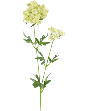 Die künstliche Spitzenblume 76 cm weiß ist ein einzelner künstlicher Stiel mit Büscheln kleiner, hellgrün-weißer Blüten und gezackten, tief gelappten grünen Blättern vor einem schlichten weißen Hintergrund.