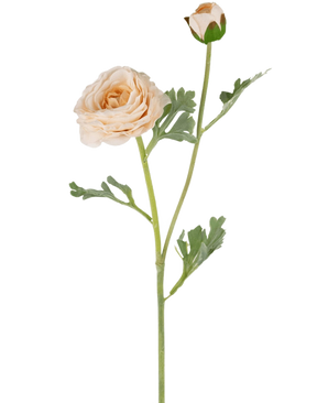 Die künstliche Ranunkel Real Touch Crème 60 cm hat einen einzelnen pfirsichfarbenen Ranunkelstiel mit geschichteten Blütenblättern, eine kleinere geschlossene Knospe und grün gelappte Blätter, alle wunderschön detailliert und isoliert auf einem weißen Hintergrund.