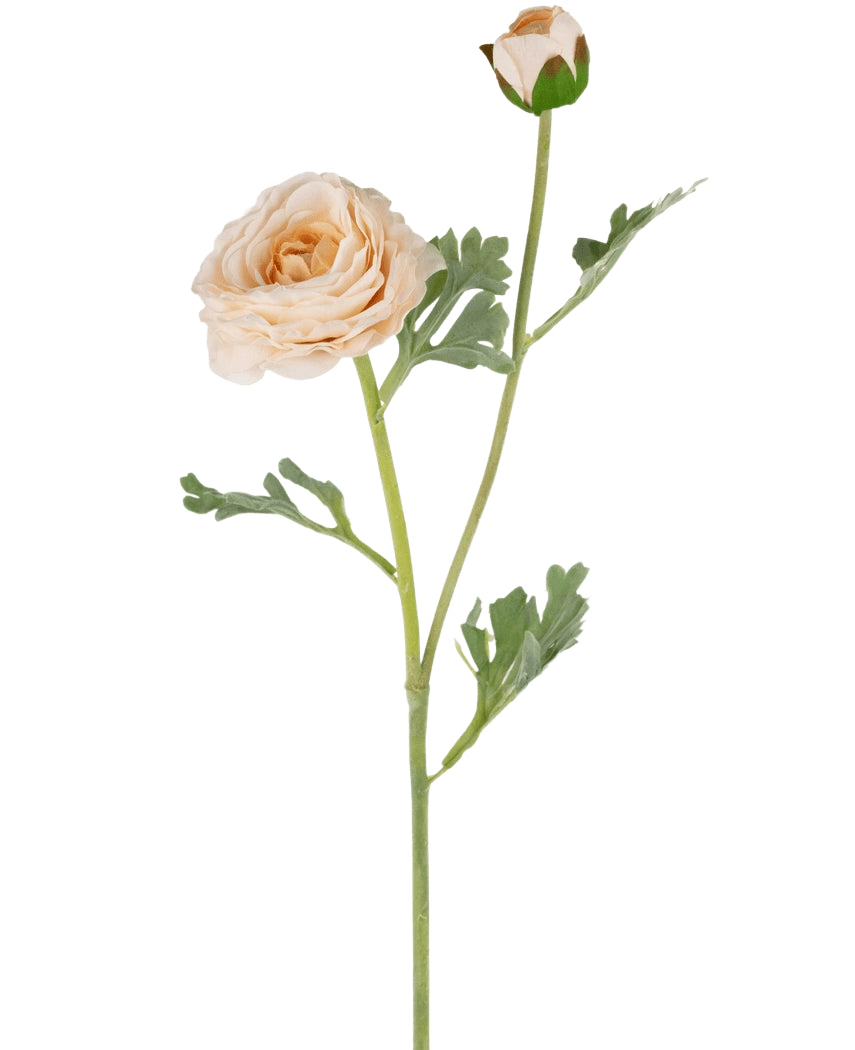 Die künstliche Ranunkel Real Touch Crème 60 cm hat einen einzelnen pfirsichfarbenen Ranunkelstiel mit geschichteten Blütenblättern, eine kleinere geschlossene Knospe und grün gelappte Blätter, alle wunderschön detailliert und isoliert auf einem weißen Hintergrund.