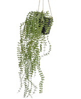Die künstliche Hängepflanze Pumila 81 cm im Topf hat lange, gewundene grüne Ranken mit kleinen runden Blättern in einem schwarzen Hängetopf, aufgehängt an beigen Seilen vor einem schlichten weißen Hintergrund.
