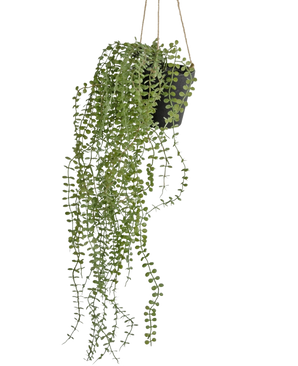 Die künstliche Hängepflanze Pumila 81 cm im Topf hat lange, gewundene grüne Ranken mit kleinen runden Blättern in einem schwarzen Hängetopf, aufgehängt an beigen Seilen vor einem schlichten weißen Hintergrund.