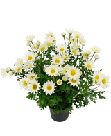 Künstliche Pflanze Gänseblümchen 31 cm
