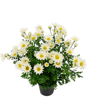 Künstliche Pflanze Gänseblümchen 31 cm