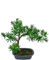 Die künstliche Pflanze Bonsai Podocarpus 40 cm verfügt über dichtes grünes Blattwerk in einem flachen, rechteckigen grauen Topf mit Moos, perfekt, um jedem Raum einen natürlichen Stil zu verleihen.