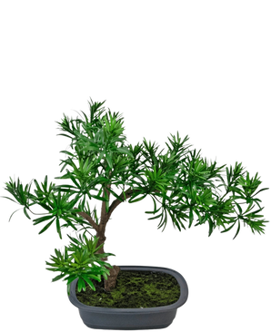 Die künstliche Pflanze Bonsai Podocarpus 40 cm verfügt über dichtes grünes Blattwerk in einem flachen, rechteckigen grauen Topf mit Moos, perfekt, um jedem Raum einen natürlichen Stil zu verleihen.