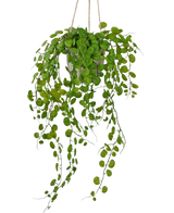 Die künstliche Hängepflanze Sukkulente in einem 43 cm großen Zementtopf hat lange, hängende grüne Blätter mit runden Formen und wird mit einem Seil vor einem weißen Hintergrund aufgehängt.
