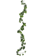 Die künstliche Schlingpflanze Gardenia 157 cm hat eine einzelne, lange grüne Ranke mit kleinen Blättern, die vertikal vor einem schlichten weißen Hintergrund hängt.