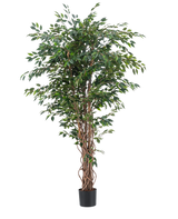 Die Kunstpflanze Ficus Liana 180 cm hat schlanke, gedrehte braune Stämme und reichlich grüne Blätter in einem schwarzen Topf vor einem schlichten weißen Hintergrund. Ideal, um mit dieser realistischen Kunstpflanze üppiges, stilvolles Grün in Ihr Interieur zu bringen.