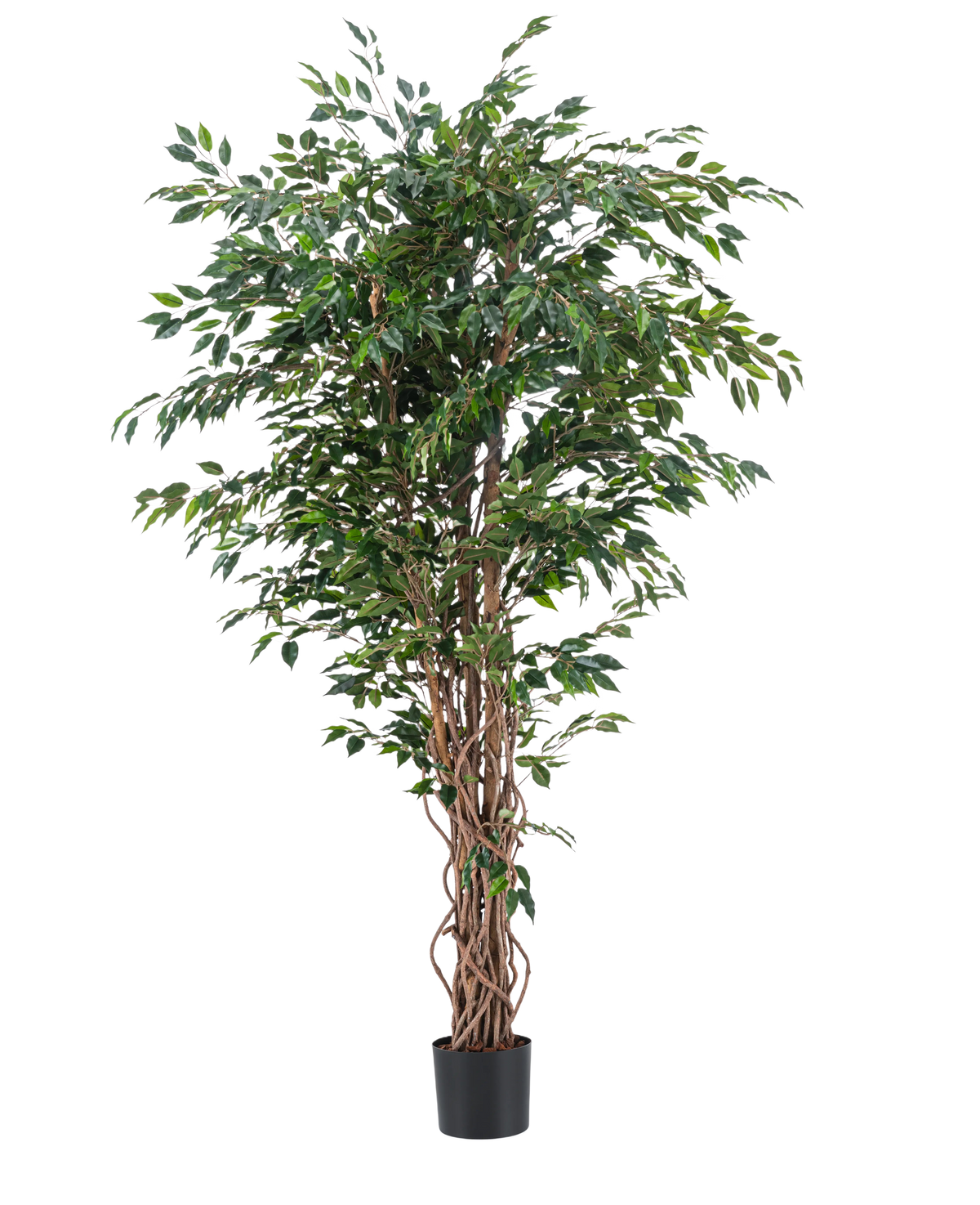 Die Kunstpflanze Ficus Liana 180 cm hat schlanke, gedrehte braune Stämme und reichlich grüne Blätter in einem schwarzen Topf vor einem schlichten weißen Hintergrund. Ideal, um mit dieser realistischen Kunstpflanze üppiges, stilvolles Grün in Ihr Interieur zu bringen.