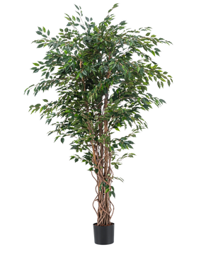 Die Kunstpflanze Ficus Liana 180 cm hat schlanke, gedrehte braune Stämme und reichlich grüne Blätter in einem schwarzen Topf vor einem schlichten weißen Hintergrund. Ideal, um mit dieser realistischen Kunstpflanze üppiges, stilvolles Grün in Ihr Interieur zu bringen.