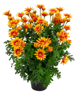 Die künstliche Pflanze Gänseblümchen UV 31 cm verfügt über leuchtend orange und gelbe gänseblümchenartige Blüten mit üppigen, tief gelappten grünen Blättern, alle in einer Topfanordnung isoliert auf weißem Hintergrund.
