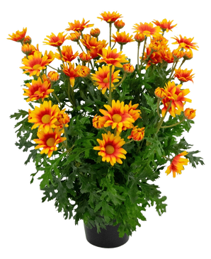 Die künstliche Pflanze Gänseblümchen UV 31 cm verfügt über leuchtend orange und gelbe gänseblümchenartige Blüten mit üppigen, tief gelappten grünen Blättern, alle in einer Topfanordnung isoliert auf weißem Hintergrund.