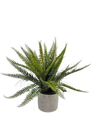 Der künstliche Bostonfarn 48 cm im Dekotopf ist eine realistische grüne Farnpflanze, die in einem dekorativen Betontopf vor einem weißen Hintergrund präsentiert wird.