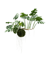 Die künstliche Hängepflanze Monstera Deluxe 80 cm mit sattgrünen Blättern und langen sichtbaren Wurzeln hängt vor einem weißen Hintergrund und verleiht Ihrem Interieur sofort einen tropischen Look.