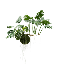 Künstliche Hängepflanze Monstera Deluxe 80 cm