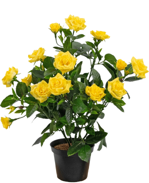 Die künstliche Pflanze Mini Rose UV 35 cm gelb ist eine künstliche Topfpflanze mit mehreren Stielen leuchtend gelber Rosen und grünen Blättern, die in einem kleinen schwarzen Behälter vor einem einfachen Hintergrund präsentiert wird.