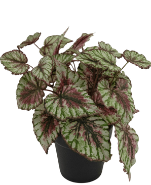 Die künstliche Begonienpflanze im 25-cm-Topf hat große, strukturierte Blätter in Grün, Weiß und Rosa. Präsentiert in einem kleinen schwarzen Topf vor einem schlichten weißen Hintergrund.