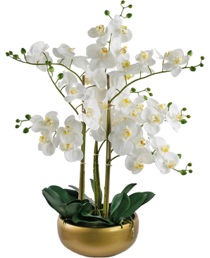 Die künstliche Orchidee Real Touch 50 cm weiß hat lebensechte weiße Orchideen mit gelben Herzen und grünen Knospen, alle mit grünen Blättern in einem stilvollen Goldtopf arrangiert.