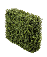 Die künstliche Buchsbaumhecke UV 70x20x50 cm, eine dichte grüne Rechteckhecke mit kleinen Blättern, wird in einem UV-geschützten Kunststoffpflanzgefäß vor einem schlichten weißen Hintergrund gezeigt.