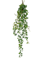 Die künstliche Hängepflanze Efeu Deluxe 120 cm grün hat lange, grüne Ranken mit herzförmigen Blättern, perfekt, um vor einem schlichten weißen Hintergrund einen Hauch natürlicher Schönheit zu verleihen.