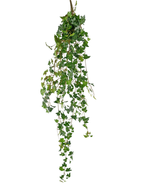 Die künstliche Hängepflanze Efeu Deluxe 120 cm grün hat lange, grüne Ranken mit herzförmigen Blättern, perfekt, um vor einem schlichten weißen Hintergrund einen Hauch natürlicher Schönheit zu verleihen.