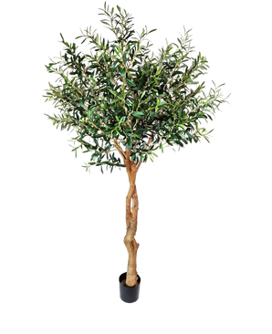 Der künstliche Olivenbaum 190 cm hat einen gedrehten hellbraunen Stamm und dichte grüne Blätter, die für eine mediterrane Atmosphäre sorgen. Vor einem schlichten weißen Hintergrund eignet es sich perfekt für eine stilvolle Inneneinrichtung.