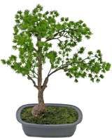 Die Kunstpflanze Bonsai Wacholder 40 cm hat einen schlanken Stamm und üppig grüne Blätter und wird in einen flachen, rechteckigen grauen Topf mit Moos gestellt. Der Hintergrund ist schlicht weiß.