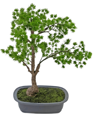 Die Kunstpflanze Bonsai Wacholder 40 cm hat einen schlanken Stamm und üppig grüne Blätter und wird in einen flachen, rechteckigen grauen Topf mit Moos gestellt. Der Hintergrund ist schlicht weiß.