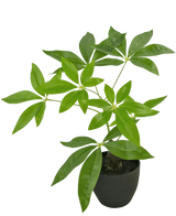 Der künstliche Pachira 30 cm ist ein künstlicher Geldbaum im Topf mit mehreren Stämmen und glänzend grünen Blättern in einem schwarzen Topf vor einem schlichten weißen Hintergrund.
