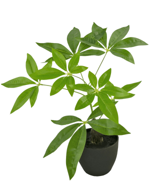 Der künstliche Pachira 30 cm ist ein künstlicher Geldbaum im Topf mit mehreren Stämmen und glänzend grünen Blättern in einem schwarzen Topf vor einem schlichten weißen Hintergrund.
