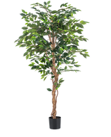 Die Kunstpflanze Ficus Green 180 cm hat sattgrüne Blätter und einen gedrehten braunen Stiel in einem schlichten schwarzen Topf vor weißem Hintergrund – ideal zur Kombination mit stilvollen Dekotöpfen.