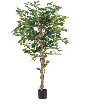 Die Kunstpflanze Ficus Green 180 cm hat sattgrüne Blätter und einen gedrehten braunen Stiel in einem schlichten schwarzen Topf vor weißem Hintergrund – ideal zur Kombination mit stilvollen Dekotöpfen.