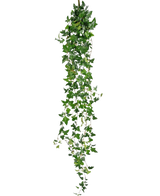 Die künstliche Hängepflanze Efeu Boston 180 cm grün hat lange, hängende grüne Stängel mit spitzen Blättern, die vor einem schlichten weißen Hintergrund herunterfallen.