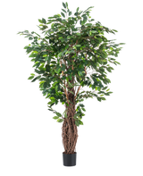 Die Kunstpflanze Ficus Tropical Liana 180 cm hat dichte grüne Blätter und mehrere ineinander verschlungene braune Stängel in einem kleinen schwarzen Topf, was sie zu einem auffälligen Akzent für jeden Raum vor einem schlichten weißen Hintergrund macht.