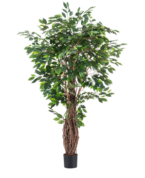 Die Kunstpflanze Ficus Tropical Liana 180 cm hat dichte grüne Blätter und mehrere ineinander verschlungene braune Stängel in einem kleinen schwarzen Topf, was sie zu einem auffälligen Akzent für jeden Raum vor einem schlichten weißen Hintergrund macht.