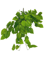 Der künstliche Pothos-Strauch Deluxe 90 cm hat leuchtend grüne, herzförmige Blätter an schlanken Stielen vor einem schlichten weißen Hintergrund.