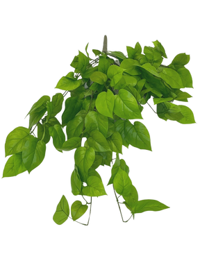 Der künstliche Pothos-Strauch Deluxe 90 cm hat leuchtend grüne, herzförmige Blätter an schlanken Stielen vor einem schlichten weißen Hintergrund.
