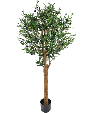 Der künstliche Olivenbaum UV 155 cm ist eine Easyplants Kunstpflanze in einem Topf mit einem hohen braunen Stamm, dichten grünen Blättern und kleinen schwarzen Oliven, elegant vor einem schlichten weißen Hintergrund.