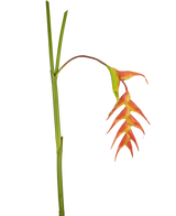 Eine einzelne künstliche Blume Heliconia 120 cm rot mit auffälligen roten Hochblättern und einem grünen Stiel, isoliert auf weißem Hintergrund.