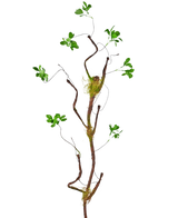 Der Kunstzweig Enkianthus 100 cm grün, eine schlanke künstliche Ranke mit kleinen grünen Blättern und Moosakzenten, steht vor einem schlichten weißen Hintergrund.