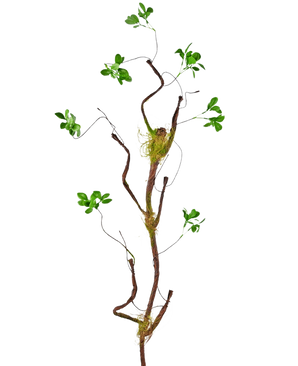 Der Kunstzweig Enkianthus 100 cm grün, eine schlanke künstliche Ranke mit kleinen grünen Blättern und Moosakzenten, steht vor einem schlichten weißen Hintergrund.