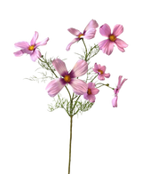 Die künstliche Kosmosblume 74 cm rosa hat einen einzelnen Stiel mit mehreren hellrosa Kosmosblüten und zarten grünen Blättern, die wunderschön vor einem weißen Hintergrund zur Geltung kommen.