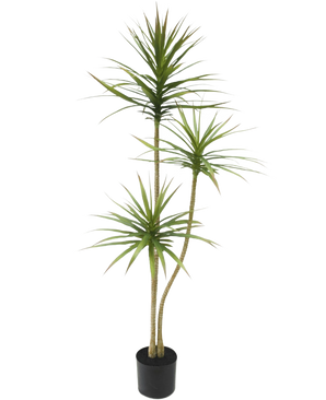 Die Kunstpflanze Dracaena Fragnans 150 cm ist eine hohe Kunstpflanze in einem Topf mit drei schlanken Stielen und zarten grünen Blättern vor einem schlichten weißen Hintergrund.