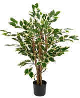 Kunstpflanze Ficus Grün/Weiß 90 cm mit braunen Stielen und grünen Blättern mit weißen Rändern, dargestellt vor einem schlichten weißen Hintergrund.