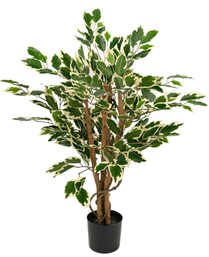 Kunstpflanze Ficus Grün/Weiß 90 cm mit braunen Stielen und grünen Blättern mit weißen Rändern, dargestellt vor einem schlichten weißen Hintergrund.