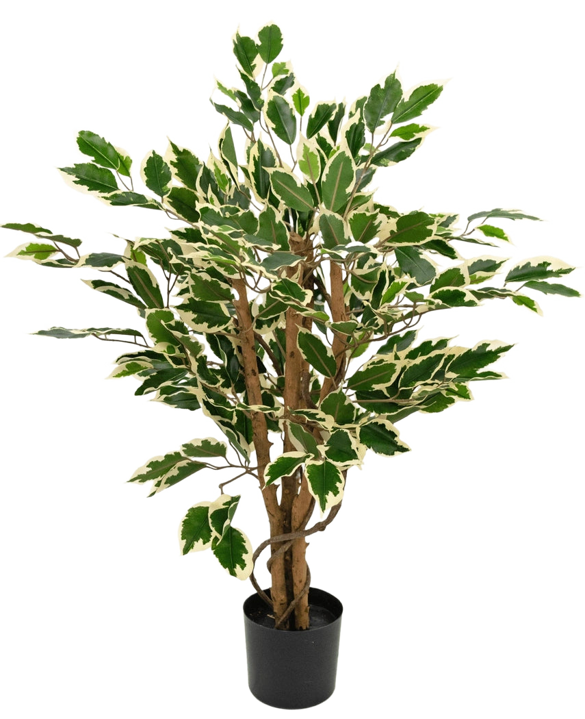 Kunstpflanze Ficus Grün/Weiß 90 cm mit braunen Stämmen und grünen Blättern mit weißen Rändern, dargestellt vor einem schlichten weißen Hintergrund.